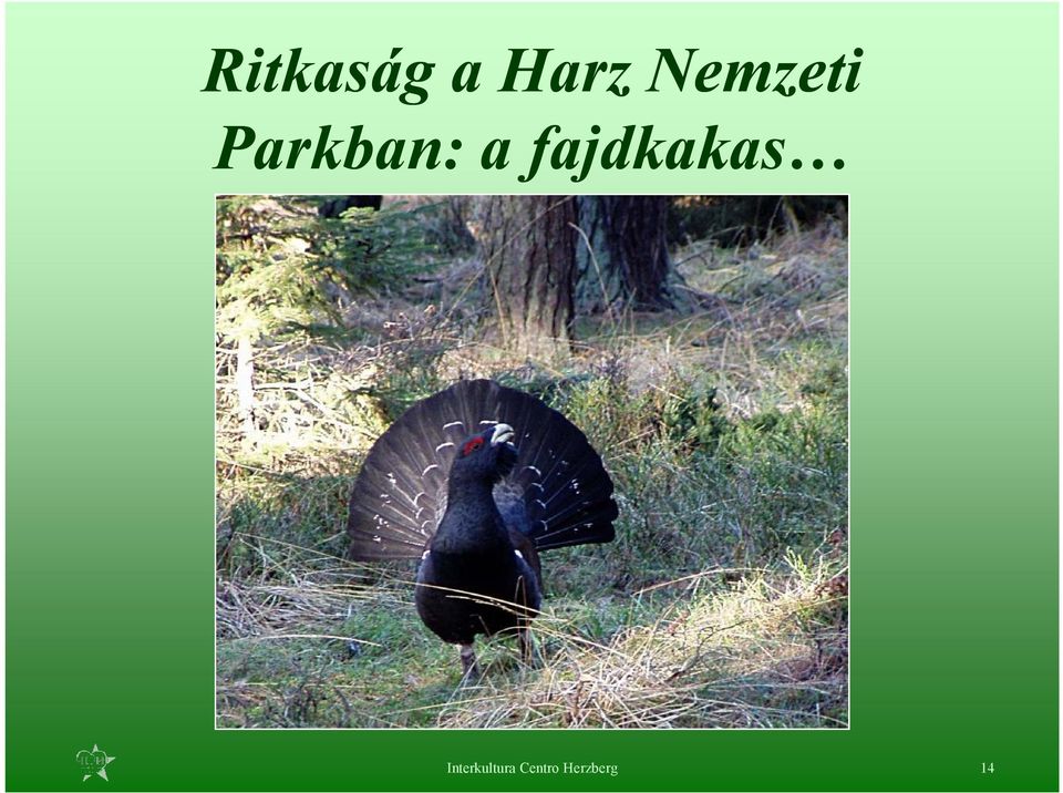 fajdkakas