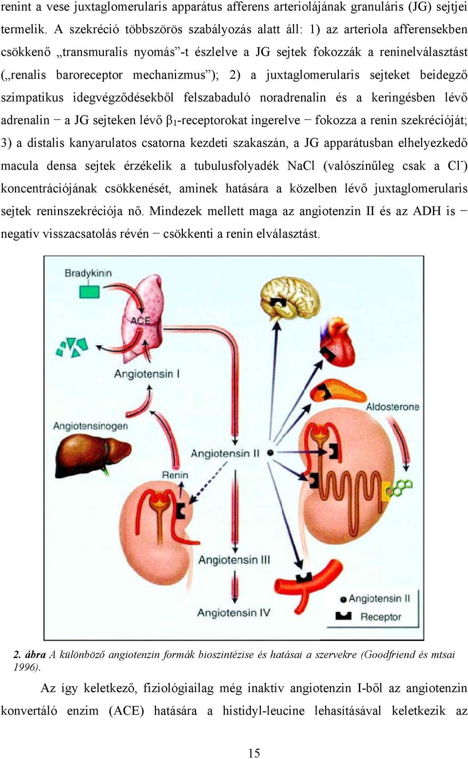 a juxtaglomerularis sejteket beidegző szimpatikus idegvégződésekből felszabaduló noradrenalin és a keringésben lévő adrenalin a JG sejteken lévő β 1 -receptorokat ingerelve fokozza a renin
