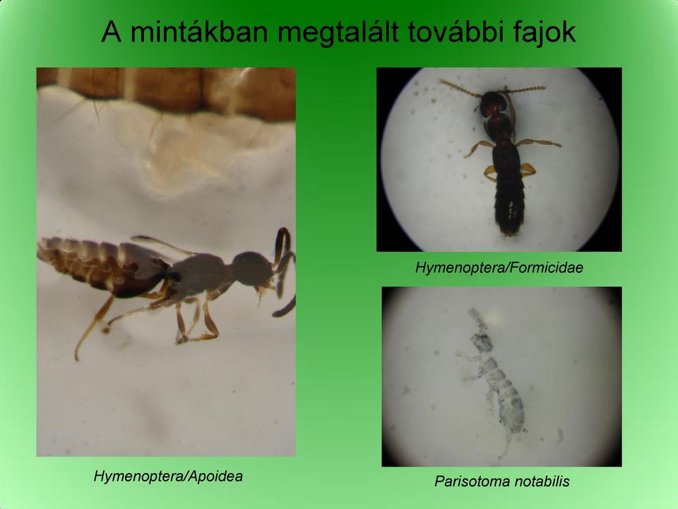 Hymenoptera/Formicidae