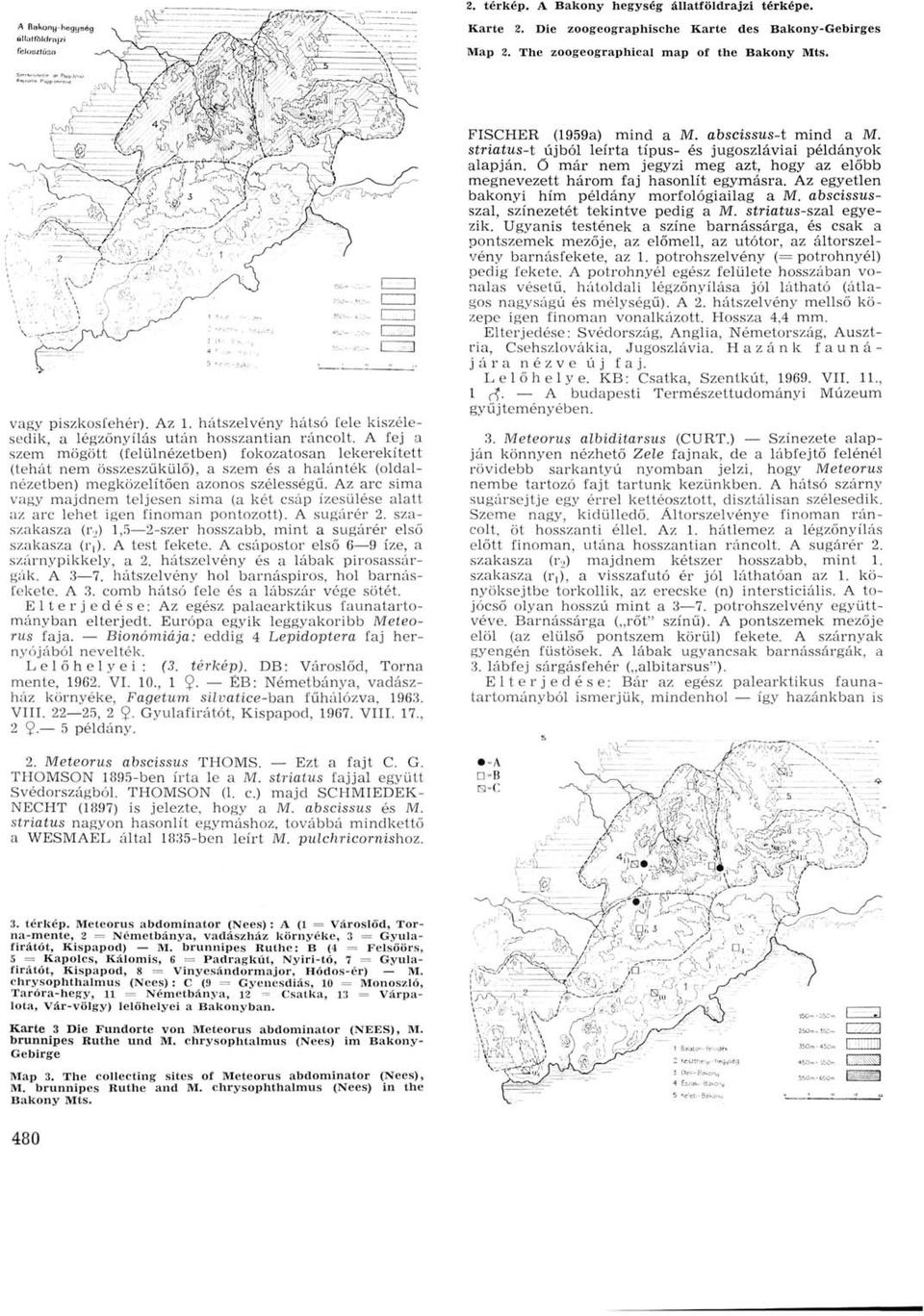 A fej a szem mögött (felülnézetben) fokozatosan lekerekített (tehát nem összeszűkülő), a szem és a halánték (oldalnézetben) megközelítően azonos szélességű.