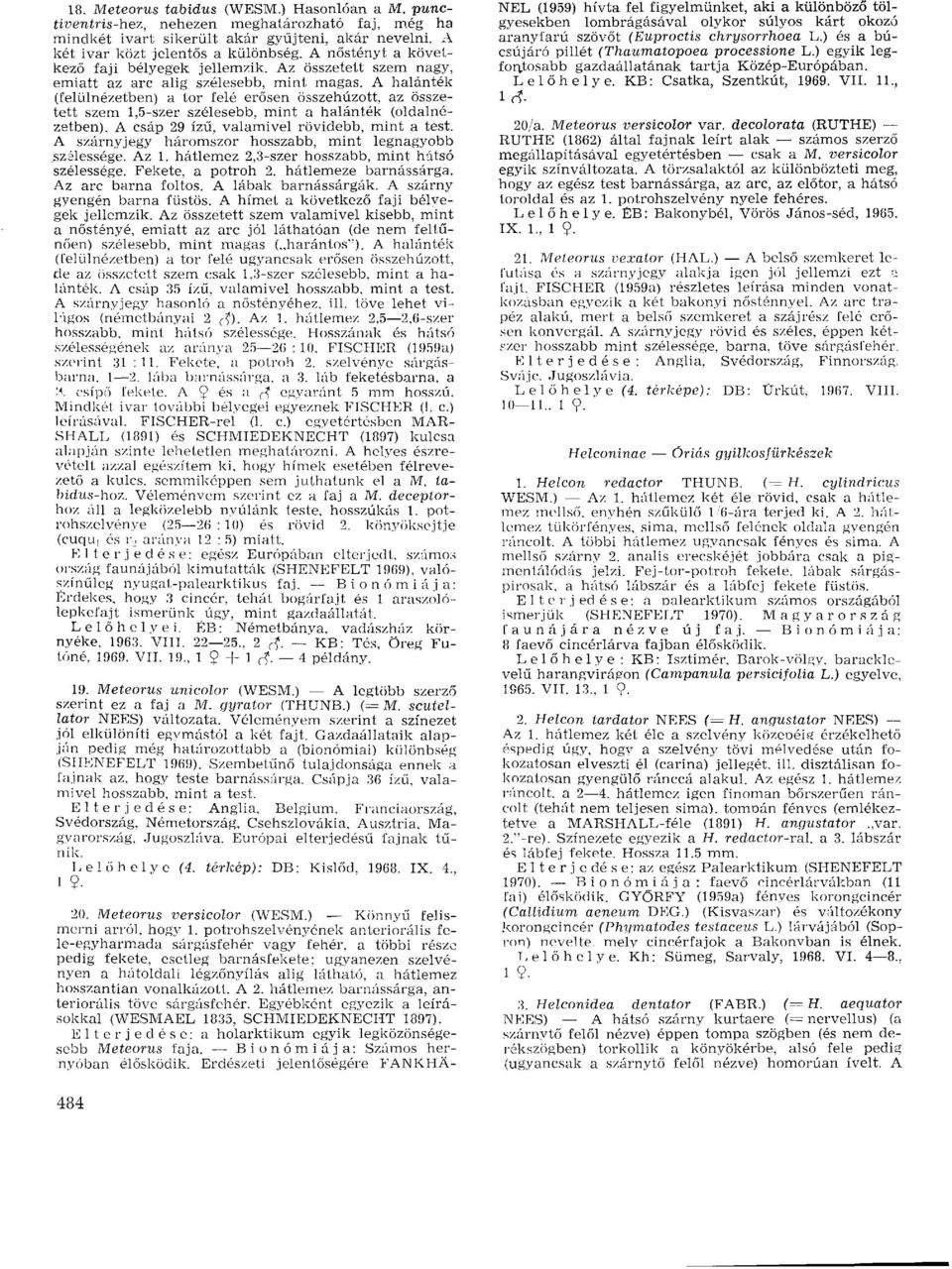 A halánték (felülnézetben) a tor felé erősen összehúzott, az összetett szem 1,5-szer szélesebb, mint a halánték (oldalnézetben). A csáp 29 ízű, valamivel rövidebb, mint a test.