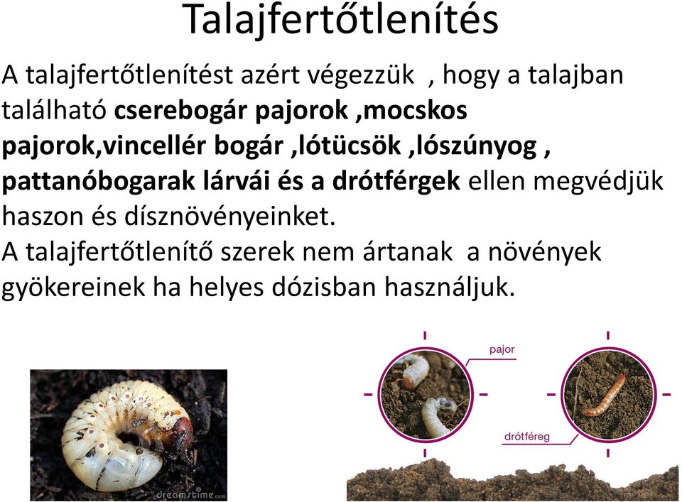 pattanóbogarak lárvái és a drótférgek ellen megvédjük haszon és dísznövényeinket.