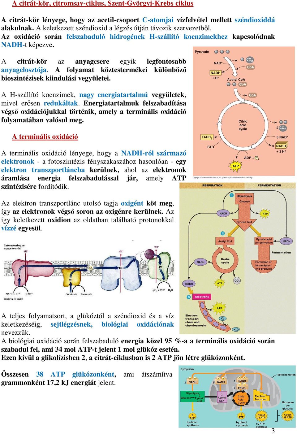 A citrát-kör az anyagcsere egyik legfontosabb anyagelosztója. A folyamat köztestermékei különböző bioszintézisek kiindulási vegyületei.