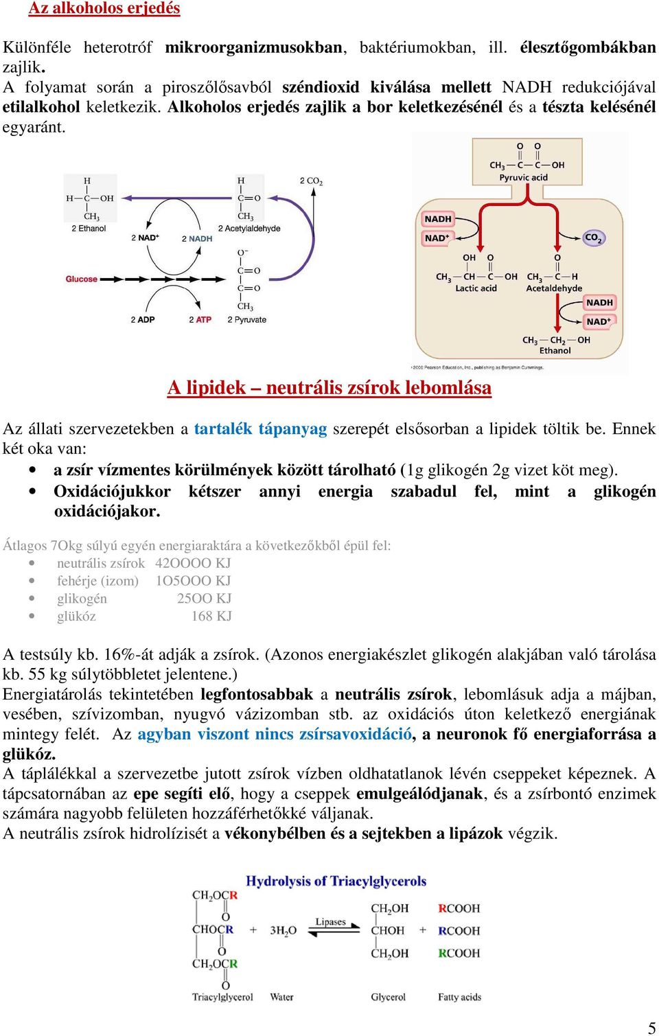 A lipidek neutrális zsírok lebomlása Az állati szervezetekben a tartalék tápanyag szerepét elsősorban a lipidek töltik be.