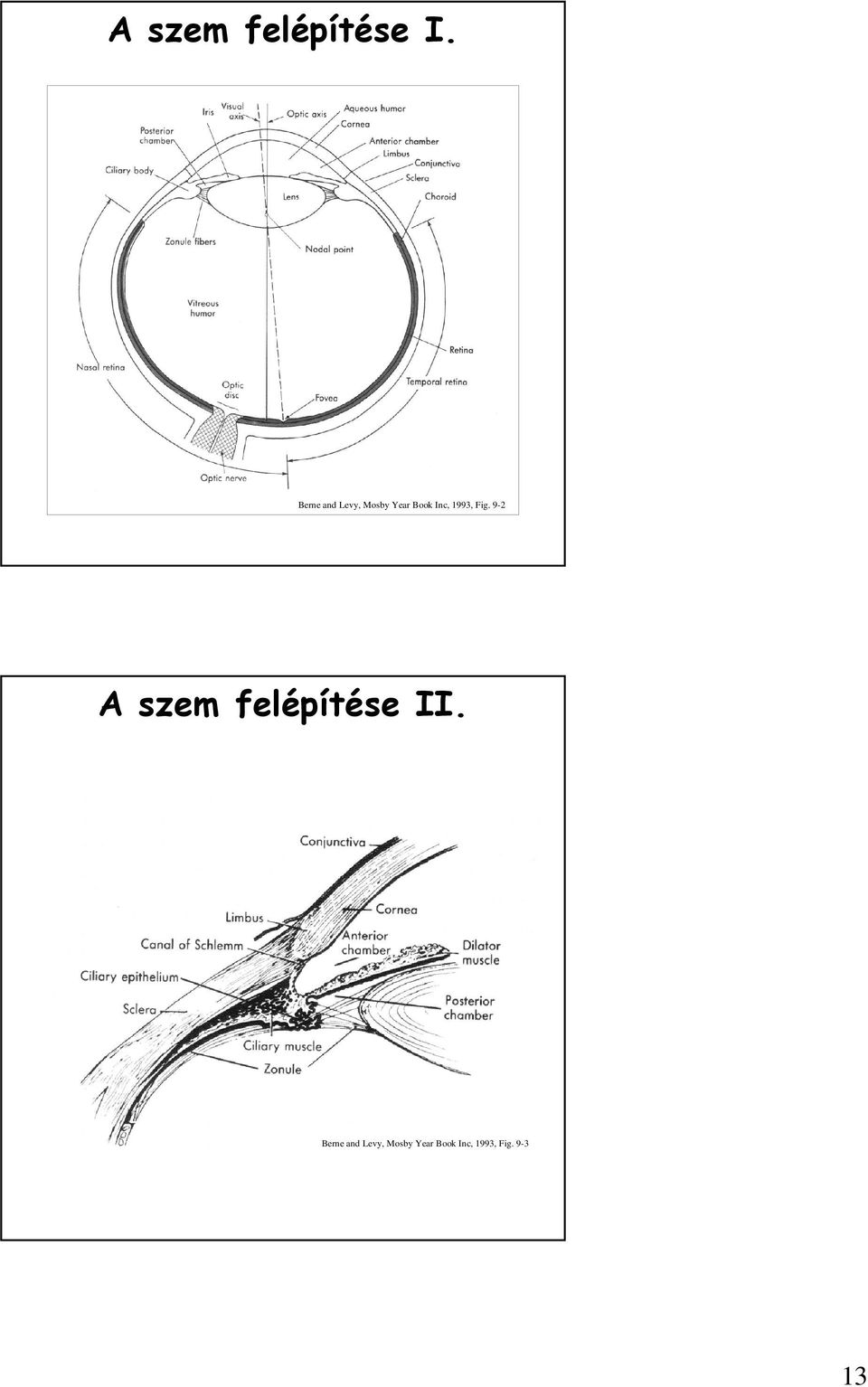 1993, Fig. 9-2 A szem felépítése II.