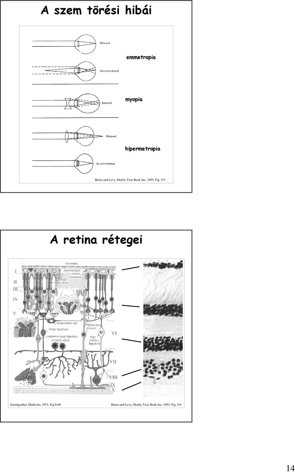 9-5 A retina rétegei Szentágothai, Medicina, 1971,