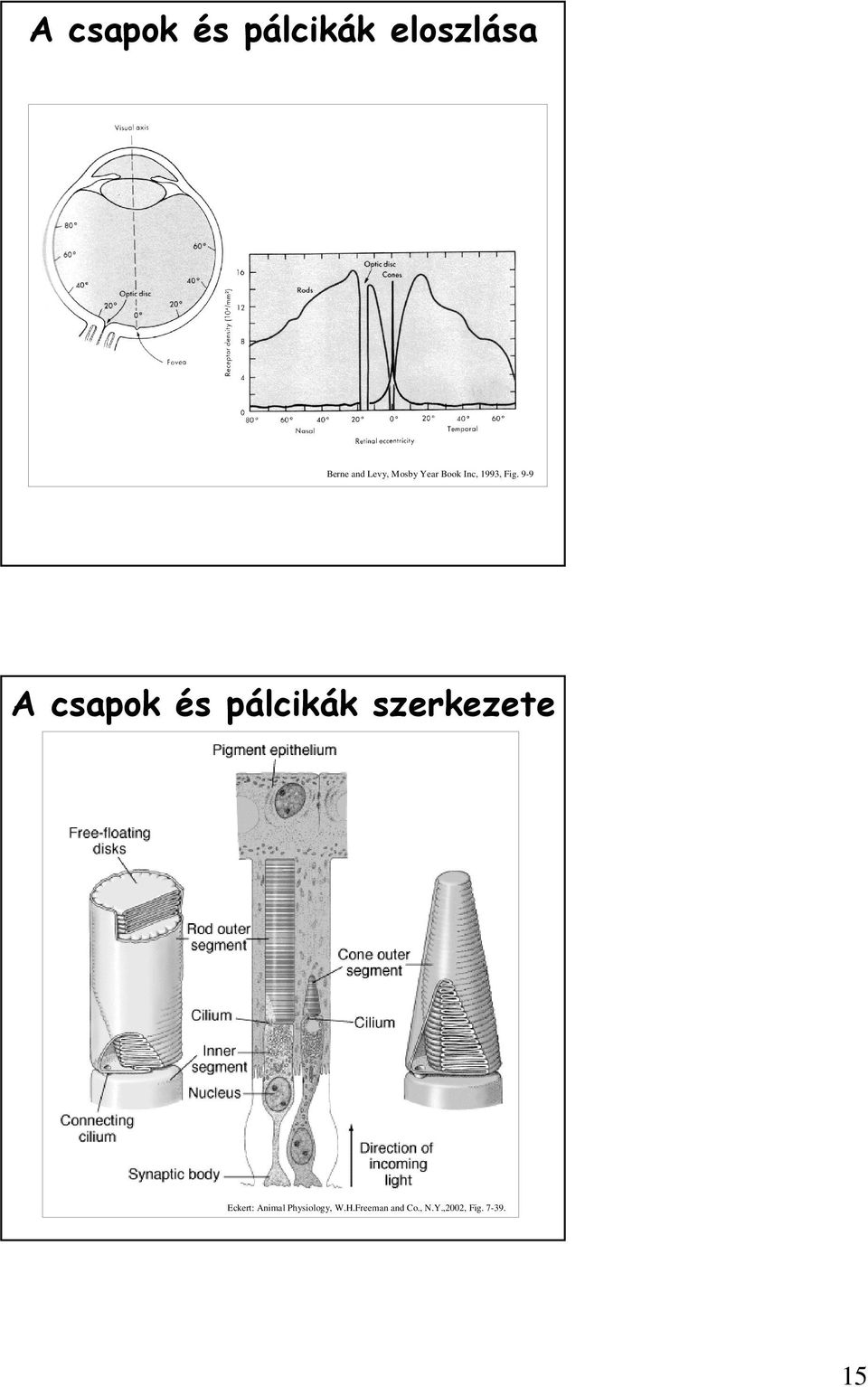 9-9 A csapok és pálcikák szerkezete Eckert: