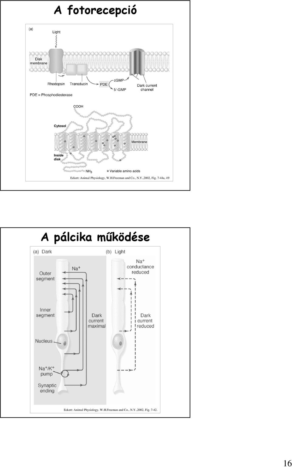 7-44a, 49 A pálcika mőködése Eckert: Animal