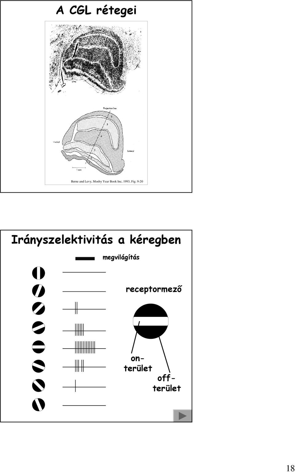 9-20 Irányszelektivitás a kéregben