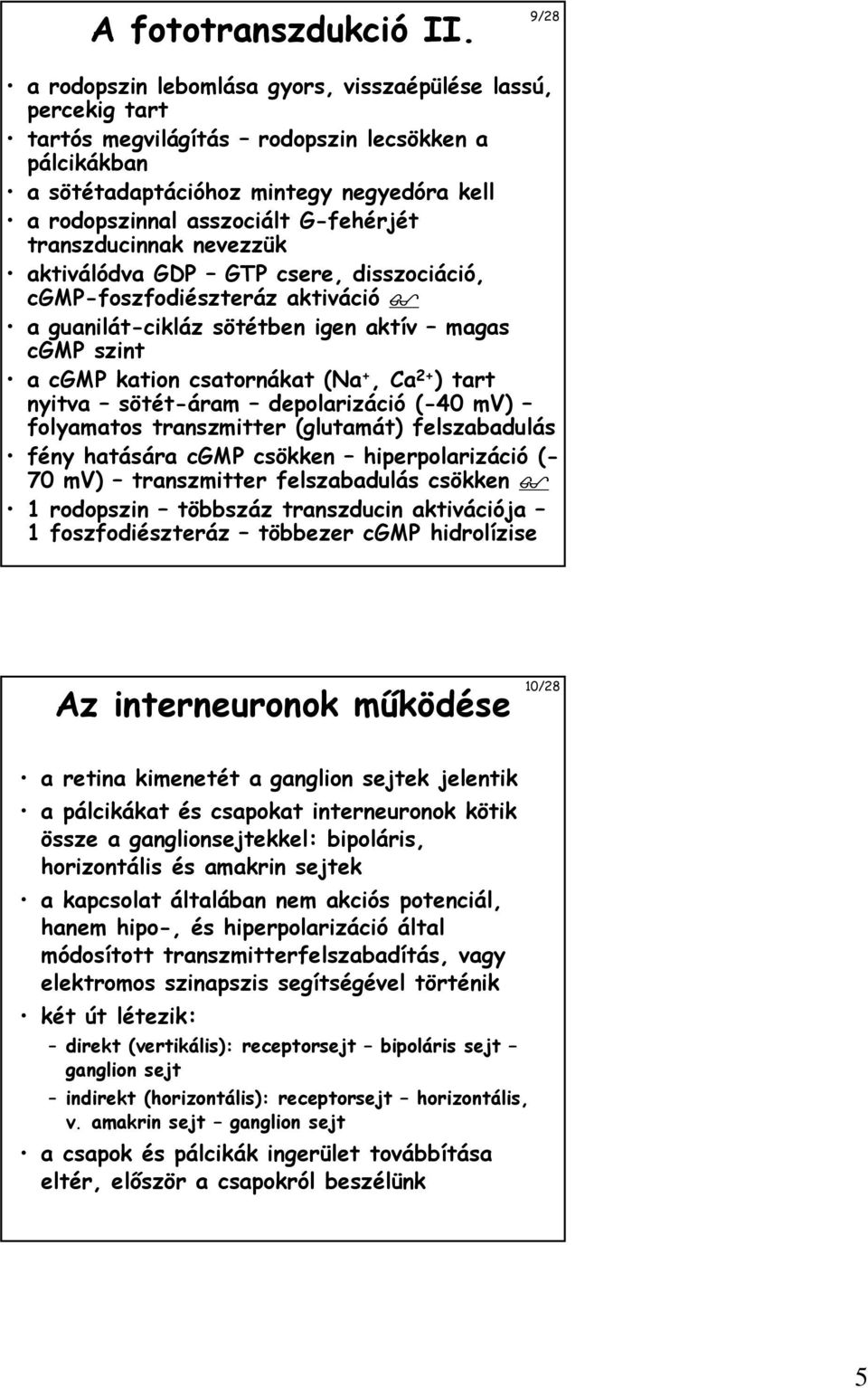 G-fehérjét transzducinnak nevezzük aktiválódva GDP GTP csere, disszociáció, cgmp-foszfodiészteráz aktiváció a guanilát-cikláz sötétben igen aktív magas cgmp szint a cgmp kation csatornákat (Na +, Ca