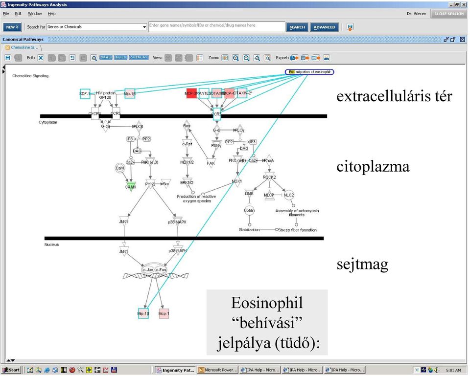 sejtmag Eosinophil