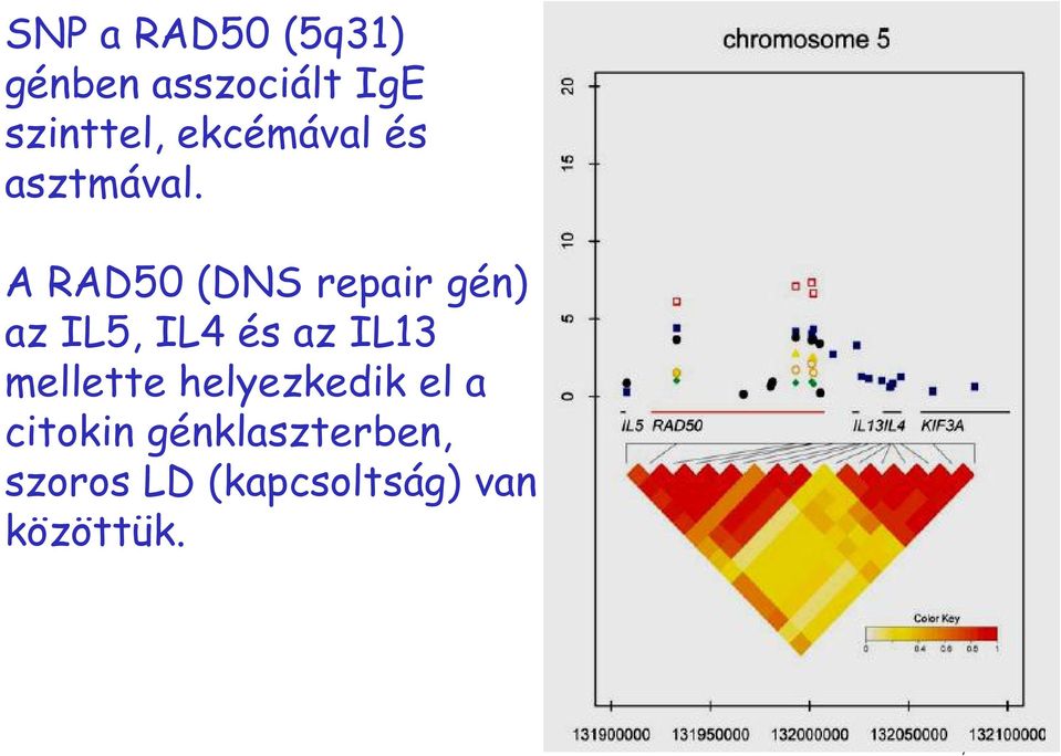 A RAD50 (DNS repair gén) az IL5, IL4 és az IL13