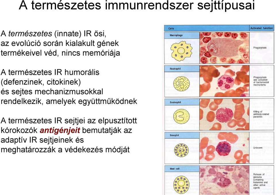 citokinek) és sejtes mechanizmusokkal rendelkezik, amelyek együttműködnek A természetes IR