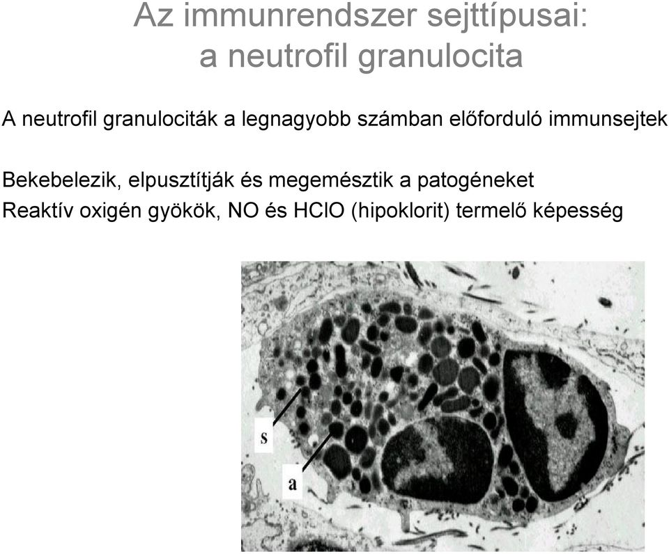 immunsejtek Bekebelezik, elpusztítják és megemésztik a