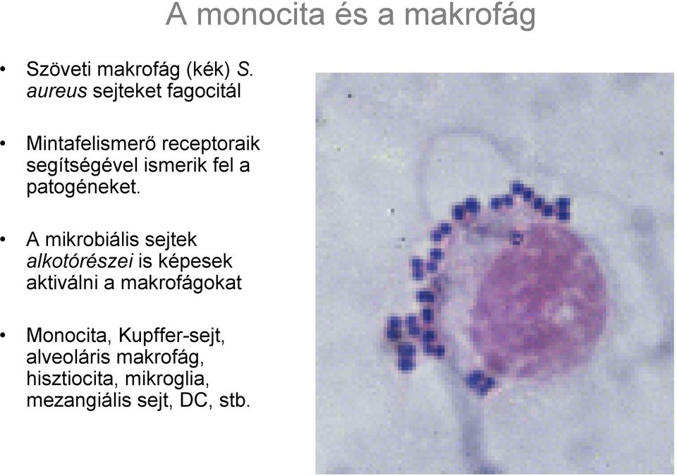 a patogéneket.