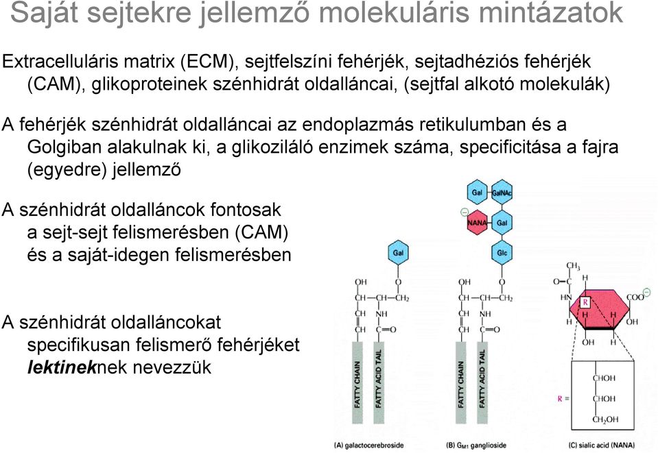 Golgiban alakulnak ki, a glikoziláló enzimek száma, specificitása a fajra (egyedre) jellemző A szénhidrát oldalláncok fontosak a