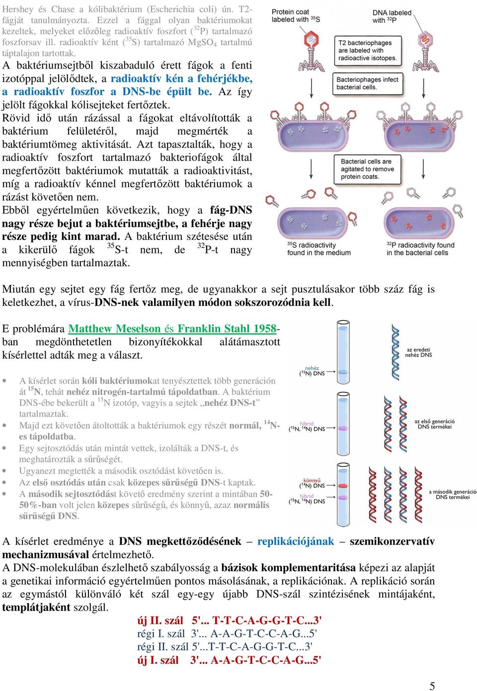 Szerk.: Vizkievicz András A DNS örökítő szerepét bizonyító kísérletek - PDF  Free Download