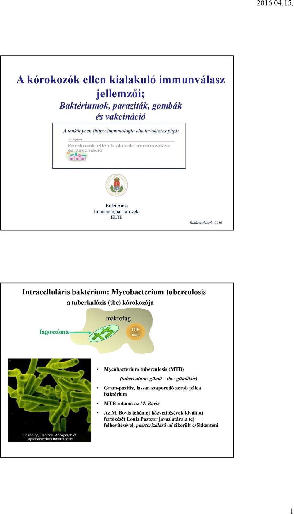 makrofág fagoszóma sejtmag Mycobacterium tuberculosis (MTB) (tuberculum: gümő tbc: gümőkór) Gram-pozitív, lassan szaporodó aerob pálca baktérium MTB