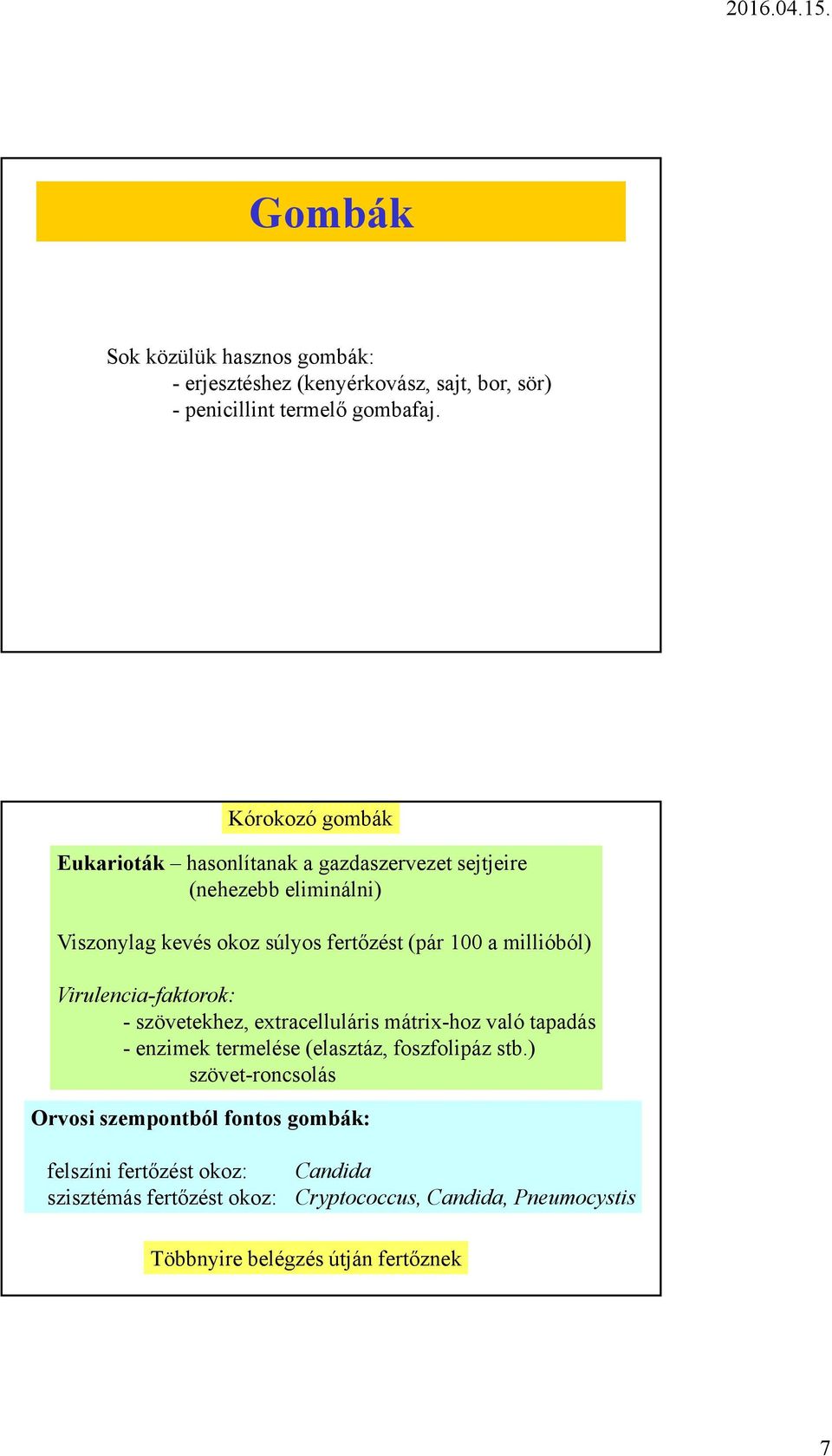 millióból) Virulencia-faktorok: - szövetekhez, extracelluláris mátrix-hoz való tapadás - enzimek termelése (elasztáz, foszfolipáz stb.