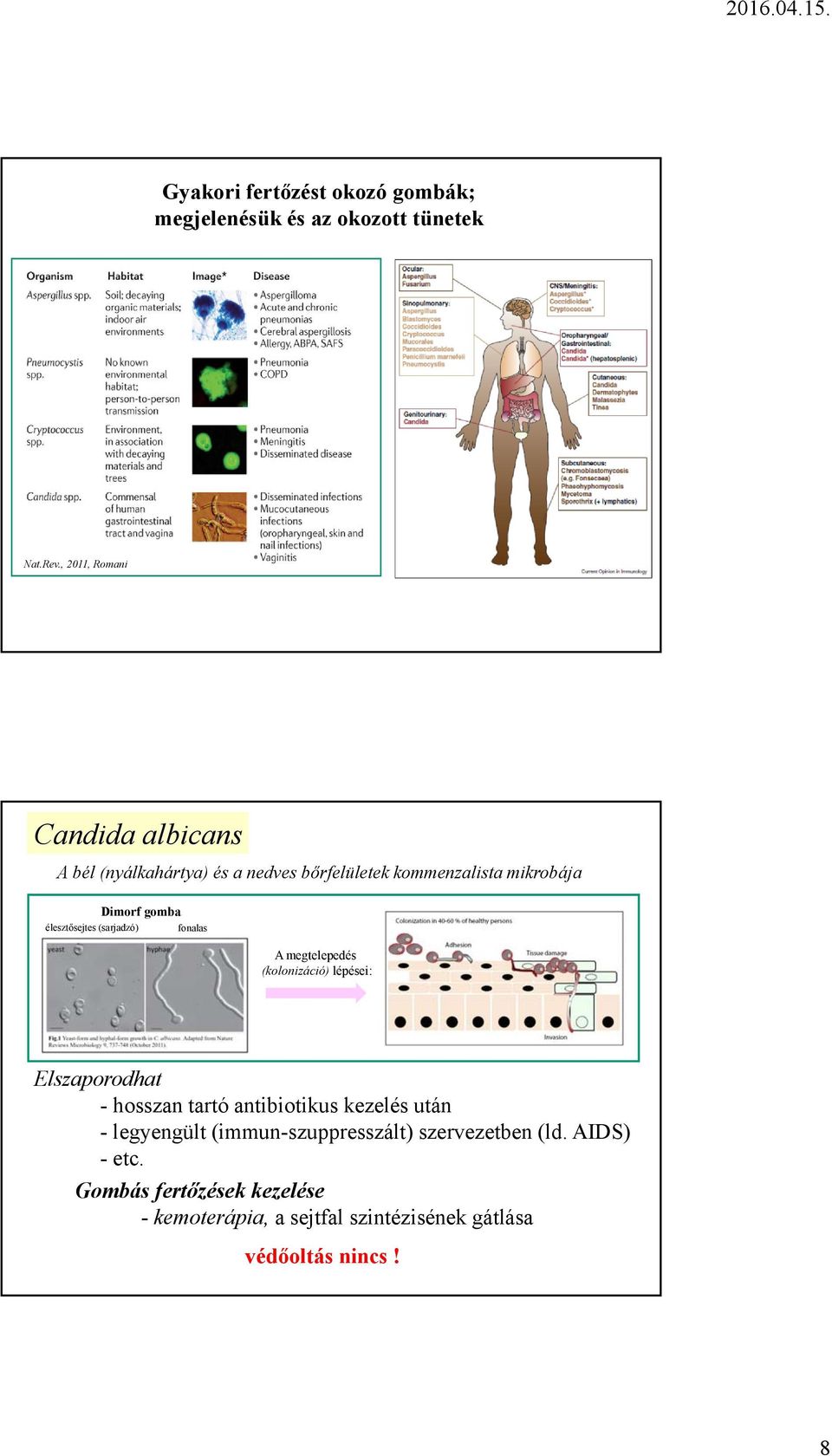 élesztősejtes (sarjadzó) fonalas A megtelepedés (kolonizáció) lépései: Elszaporodhat - hosszan tartó antibiotikus