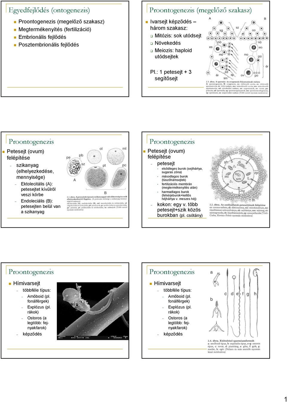 : 1 petesejt + 3 segítősejt Proontogenezis Petesejt (ovum) felépítése szikanyag (elhelyezkedése, mennyisége) Ektolecitális (A): petesejtet kívűlről veszi körbe Endoleciális (B): petesejten belül van