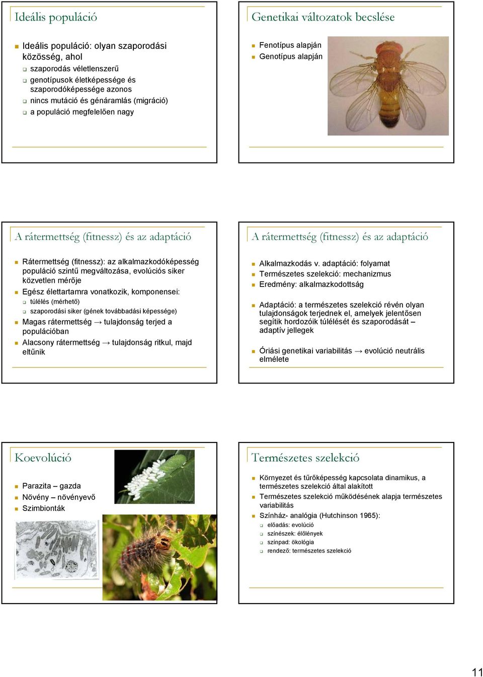 alkalmazkodóképesség populáció szintű megváltozása, evolúciós siker közvetlen mérője Egész élettartamra vonatkozik, komponensei: túlélés (mérhető) szaporodási siker (gének továbbadási képessége)