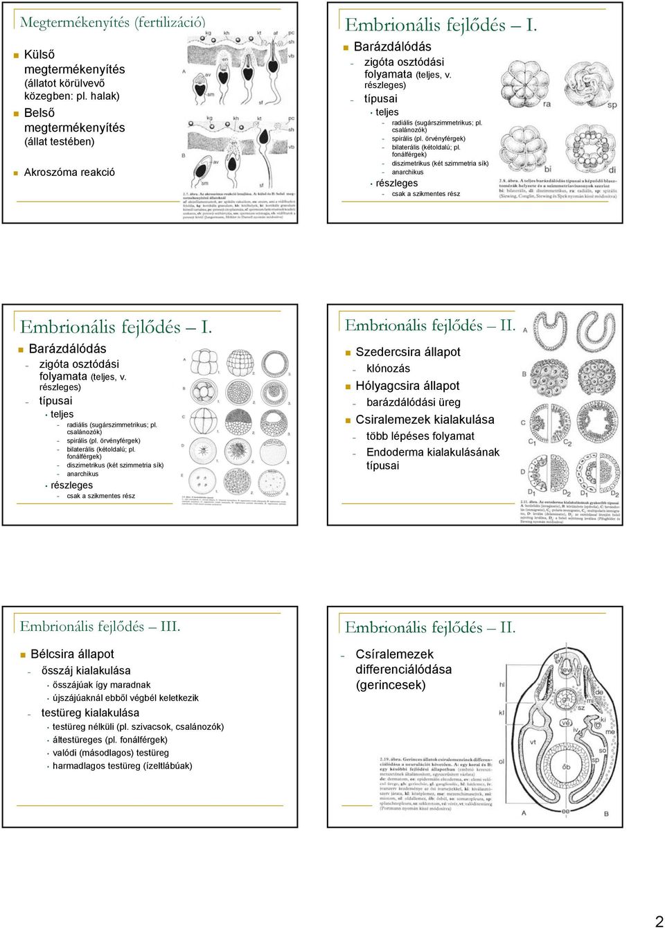 fonálférgek) diszimetrikus (két szimmetria sík) anarchikus részleges csak a szikmentes rész Embrionális fejlődés I.