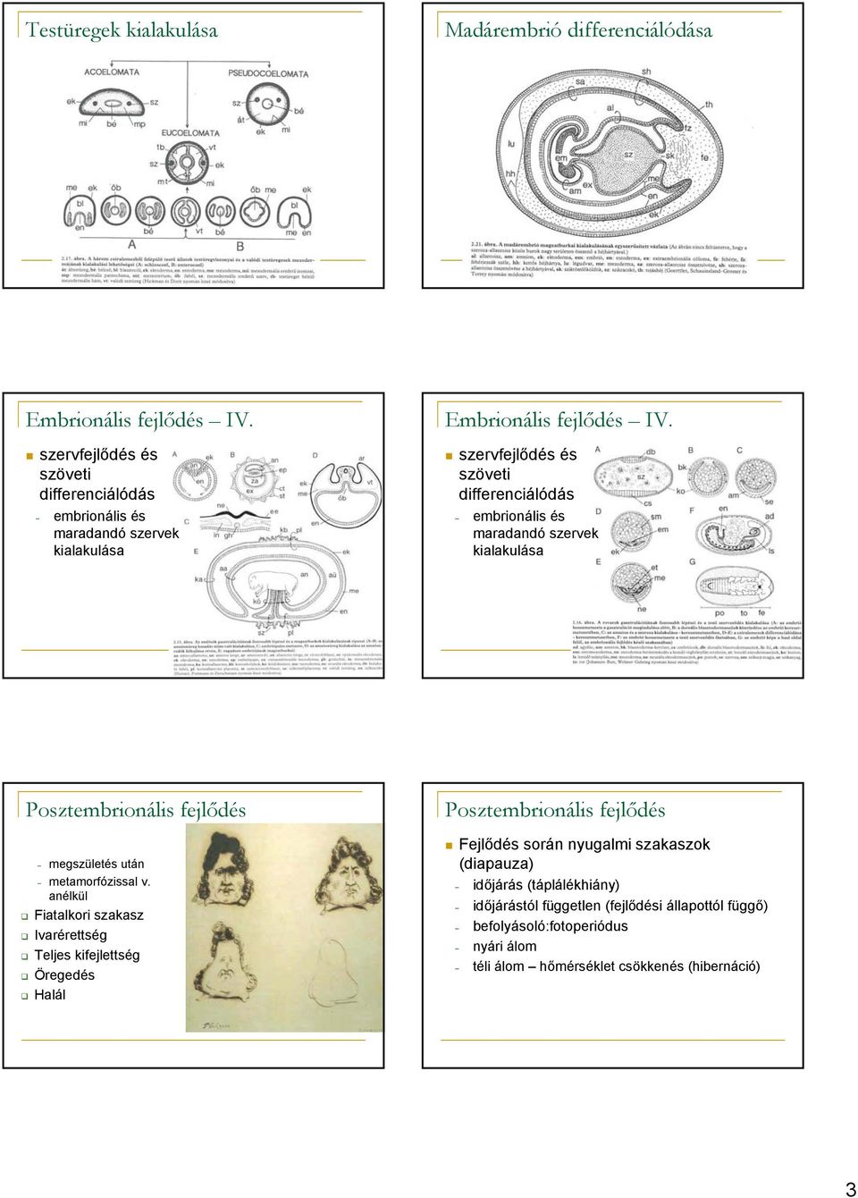 szervfejlődés és szöveti differenciálódás embrionális és maradandó szervek kialakulása Posztembrionális fejlődés megszületés után metamorfózissal v.