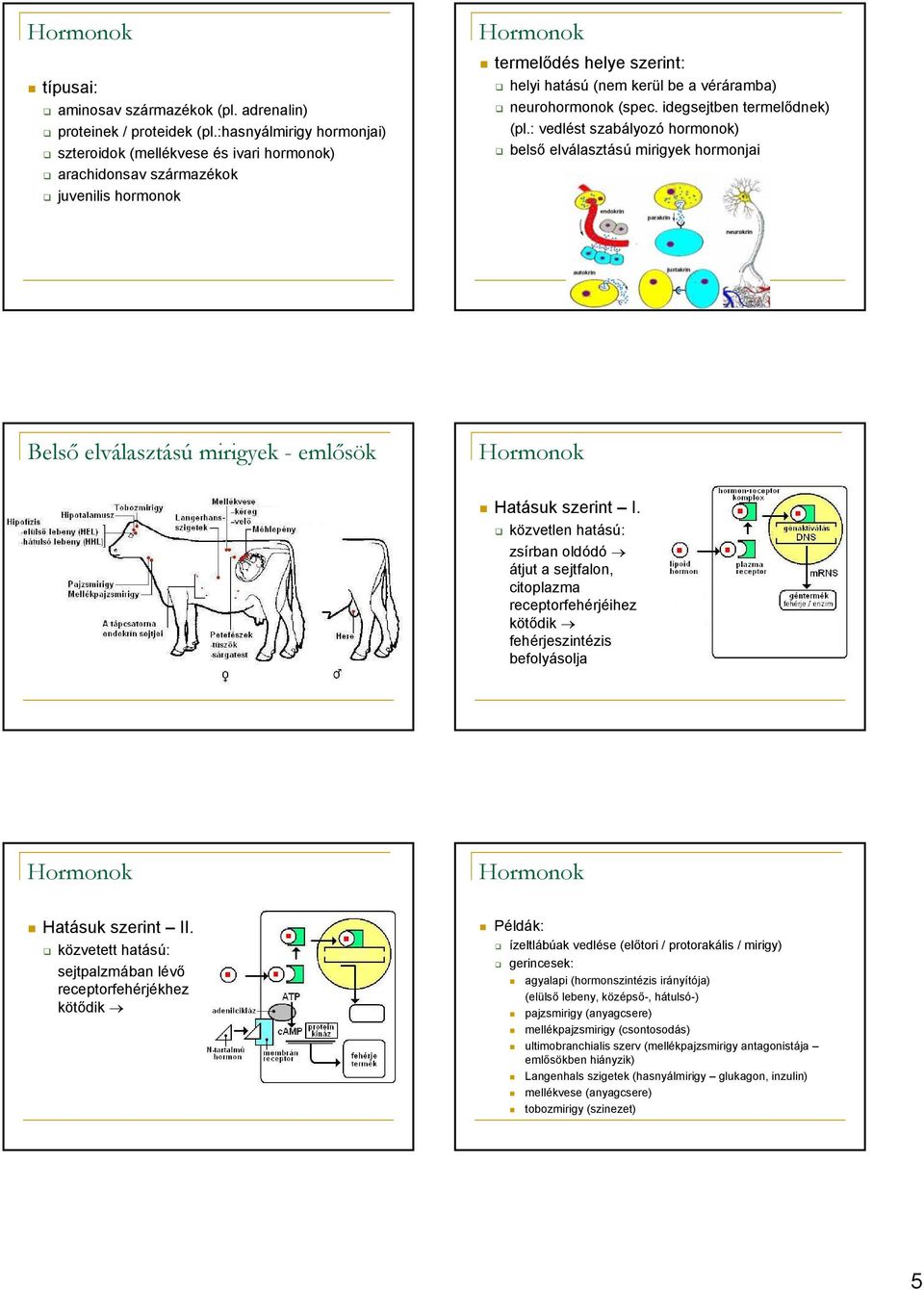 neurohormonok (spec. idegsejtben termelődnek) (pl.: vedlést szabályozó hormonok) belső elválasztású mirigyek hormonjai Belső elválasztású mirigyek - emlősök Hormonok Hatásuk szerint I.