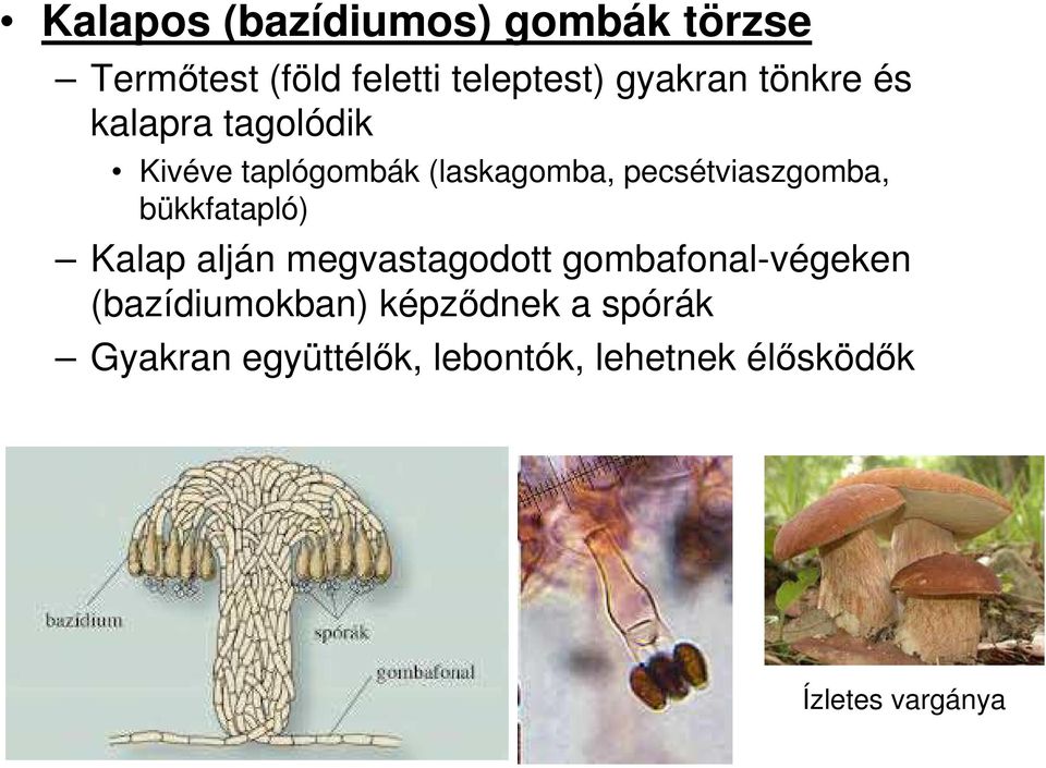 bükkfatapló) Kalap alján megvastagodott gombafonal-végeken (bazídiumokban)