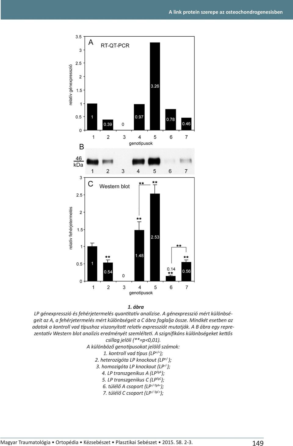 A B ábra egy reprezentatív Western blot analízis eredményét szemlélteti. A szignifikáns különbségeket kettős csillag jelöli (**=p<0,01). A különböző genotípusokat jelölő számok: 1.