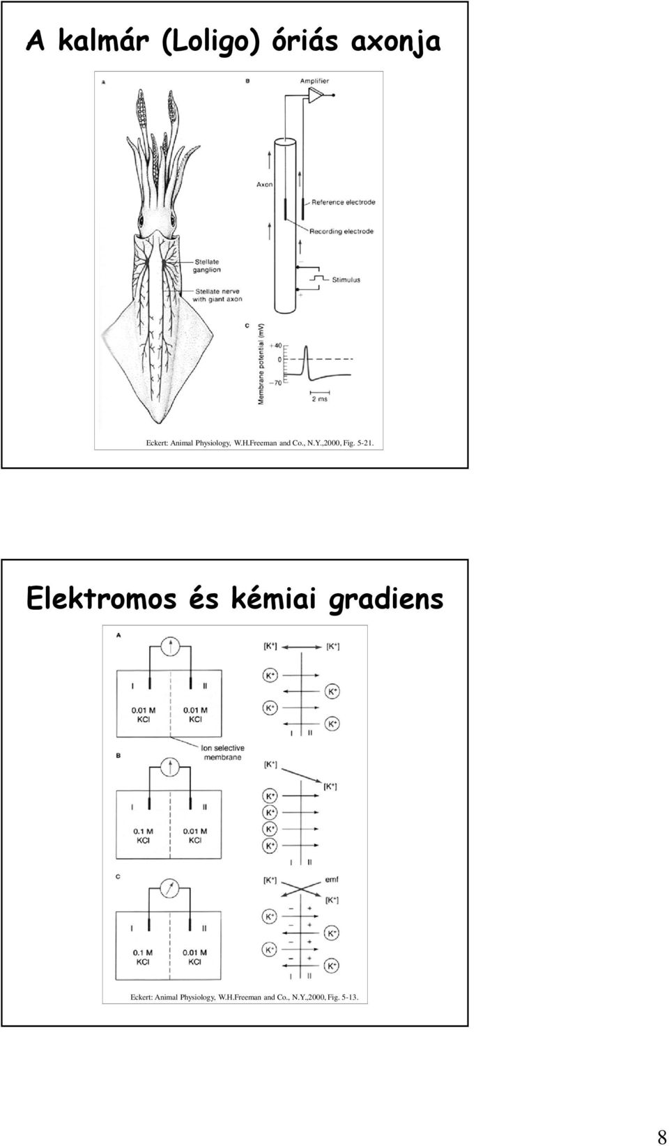 5-21. Elektromos és kémiai gradiens Eckert: Animal