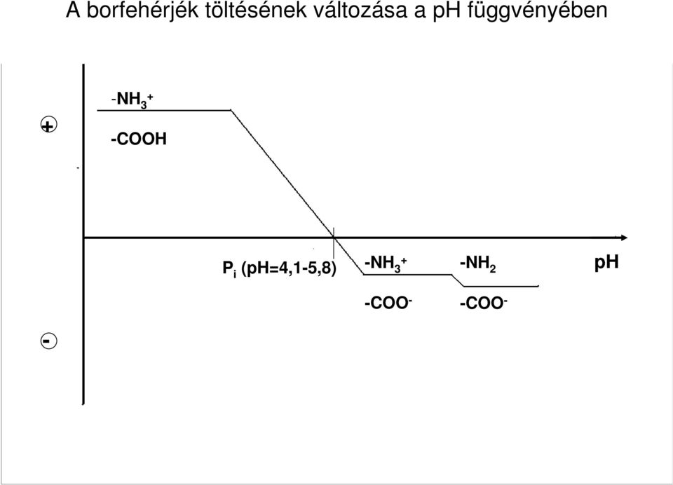 -NH 3 + -COOH P i