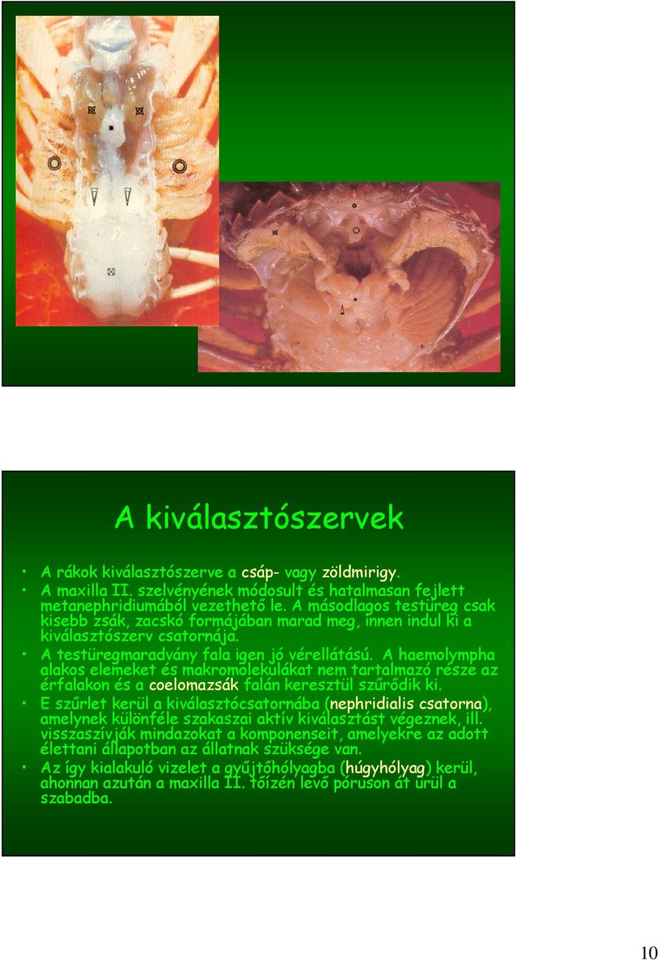 A haemolympha alakos elemeket és makromolekulákat nem tartalmazó része az érfalakon és a coelomazsák falán keresztül szűrődik ki.