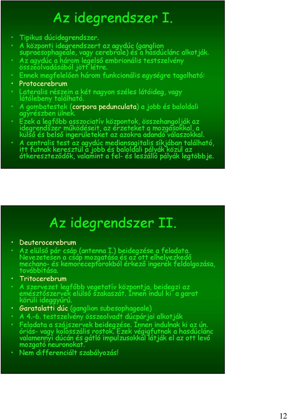 Ennek megfelelően három funkcionális egységre tagolható: Protocerebrum Lateralis részein a két nagyon széles látóideg, vagy látólebeny található.