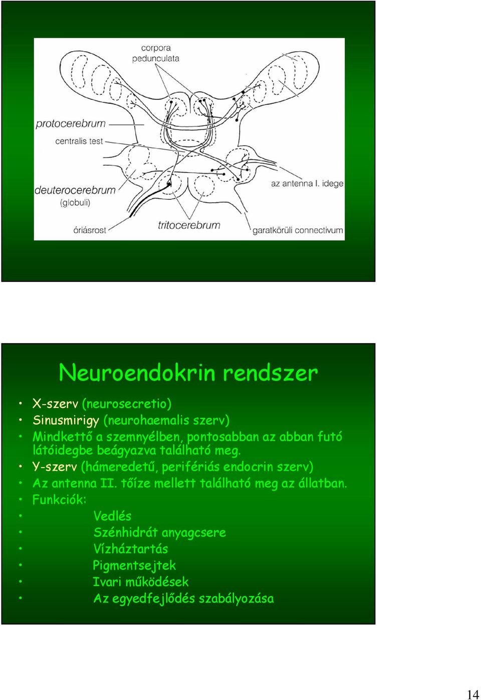 Y-szerv (hámeredetű, perifériás endocrin szerv) Az antenna II.