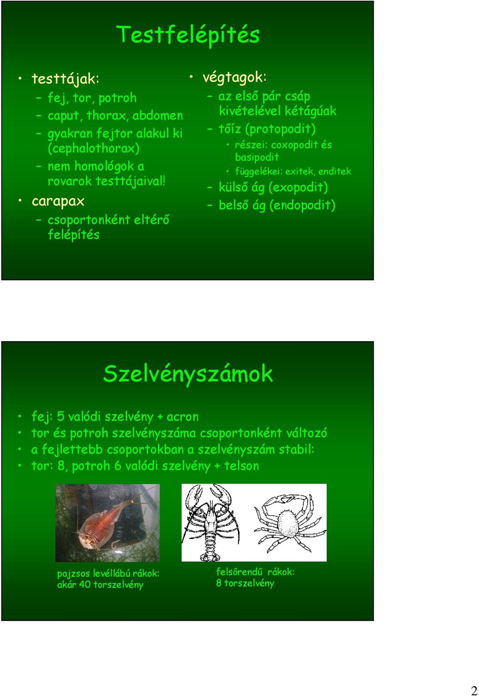 exitek, enditek külső ág (exopodit) belső ág (endopodit) Szelvényszámok fej: 5 valódi szelvény + acron tor és potroh szelvényszáma csoportonként változó