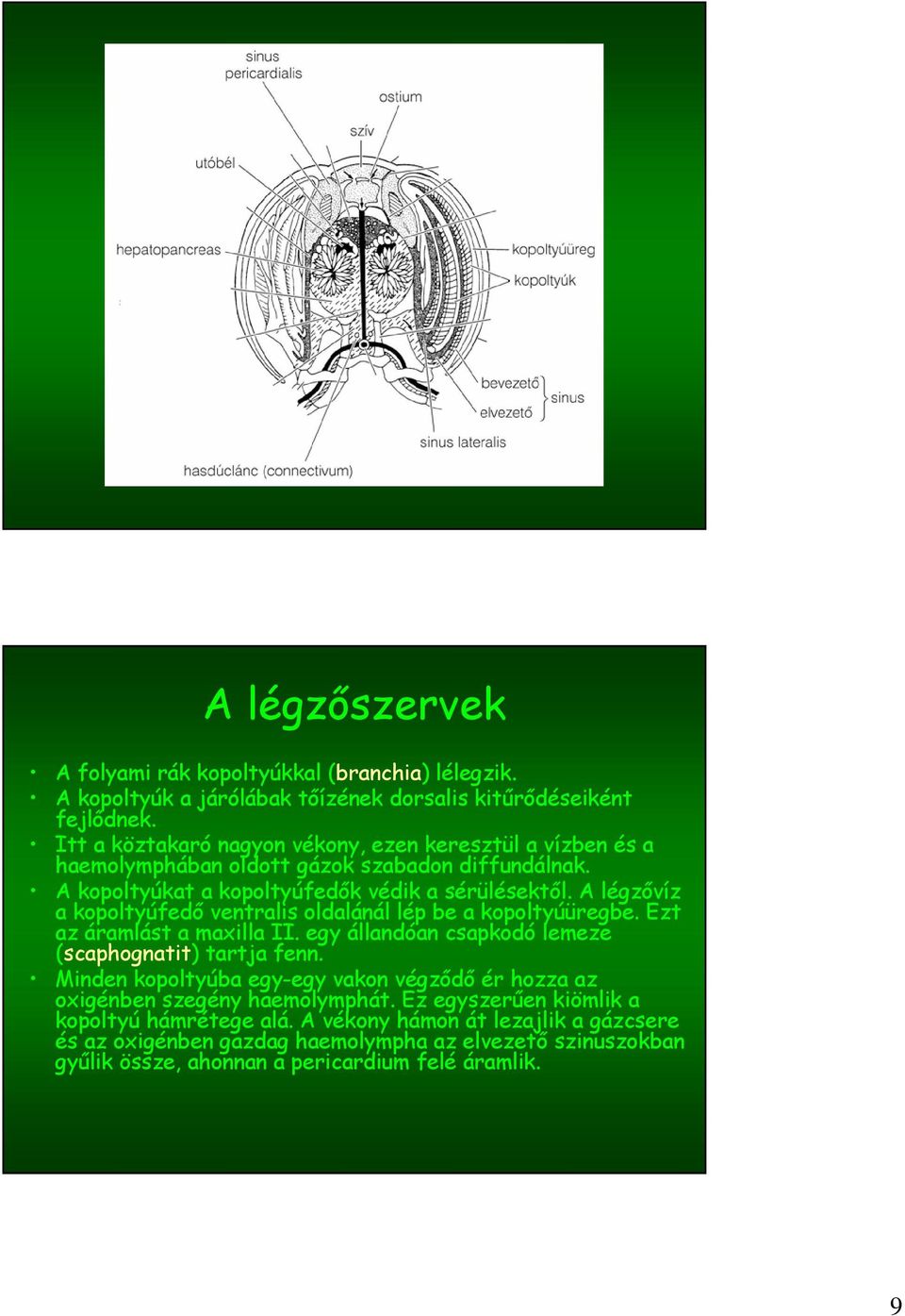 A légzővíz a kopoltyúfedő ventralis oldalánál lép be a kopoltyúüregbe. Ezt az áramlást a maxilla II. egy állandóan csapkodó lemeze (scaphognatit) tartja fenn.