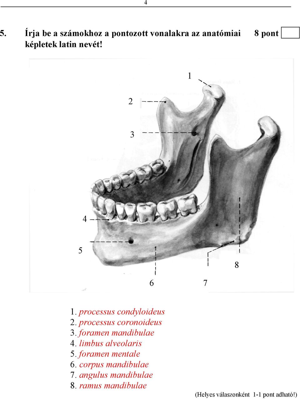 processus coronoideus 3. foramen mandibulae 4. limbus alveolaris 5.