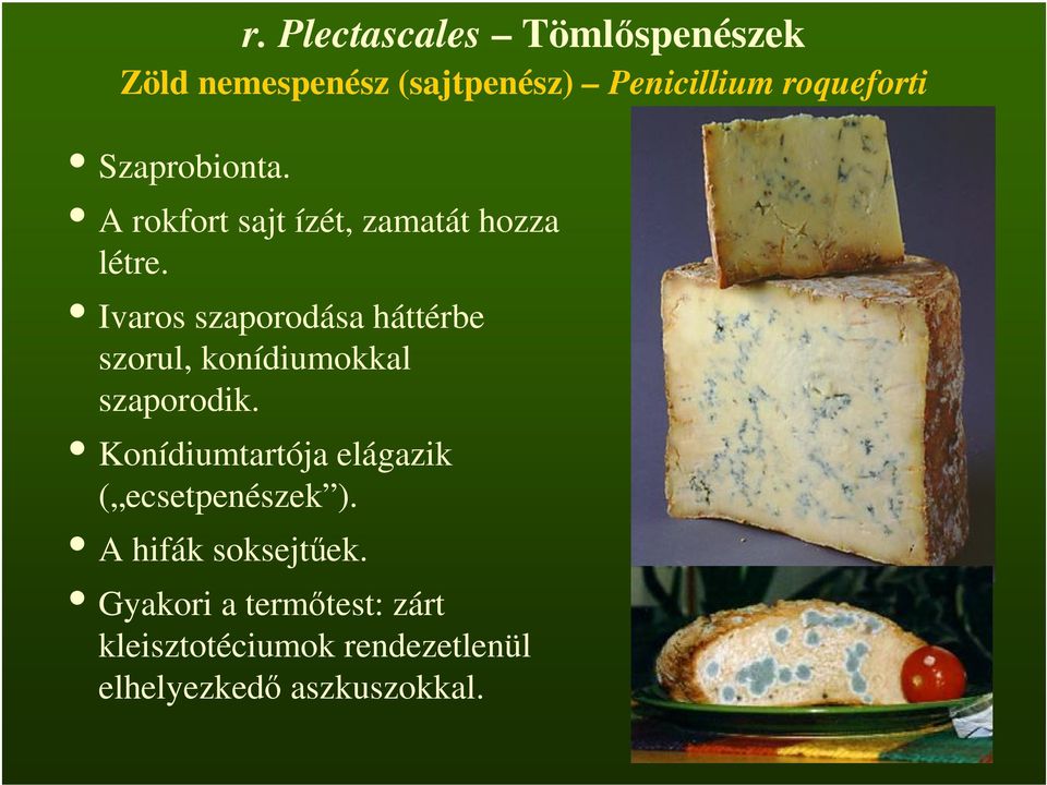 Ivaros szaporodása háttérbe szorul, konídiumokkal szaporodik.