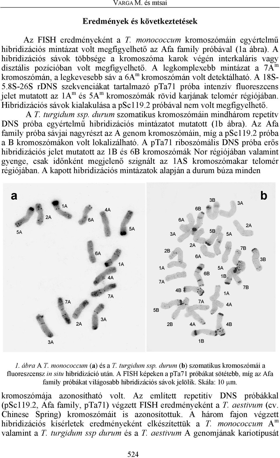 A legkomplexebb mintázat a m kromoszómán, a legkevesebb sáv a m kromoszómán volt detektálható. A 18S- 5.