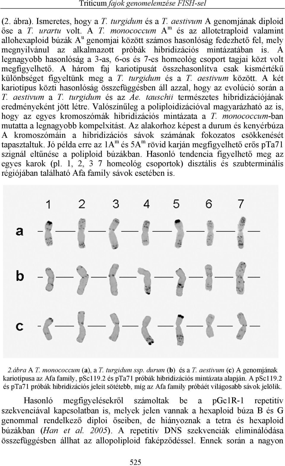 A legnagyobb hasonlóság a 3-as, 6-os és 7-es homeológ csoport tagjai közt volt megfigyelhető. A három faj kariotípusát összehasonlítva csak kismértékű különbséget figyeltünk meg a T. turgidum és a T.