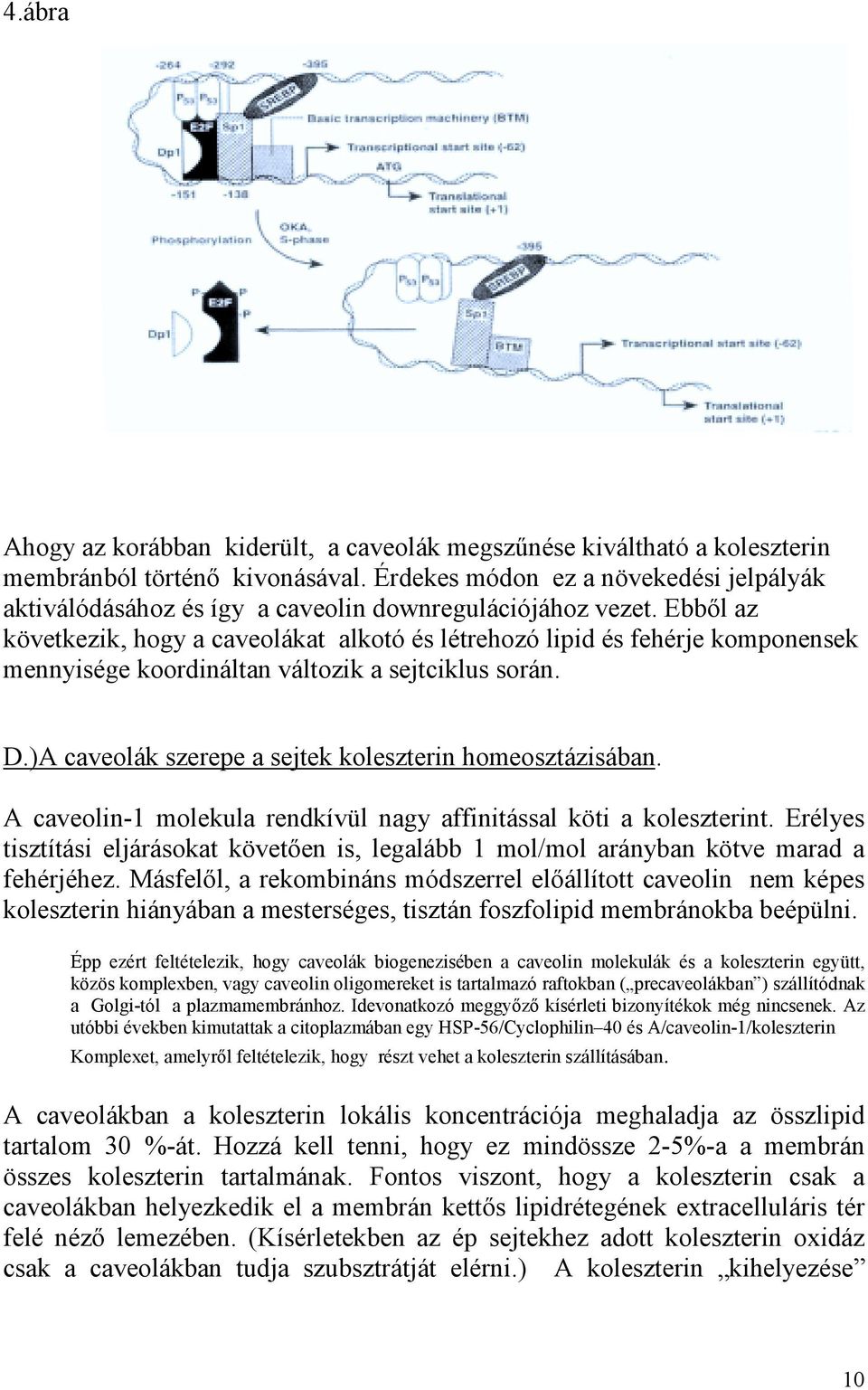 Ebből az következik, hogy a caveolákat alkotó és létrehozó lipid és fehérje komponensek mennyisége koordináltan változik a sejtciklus során. D.