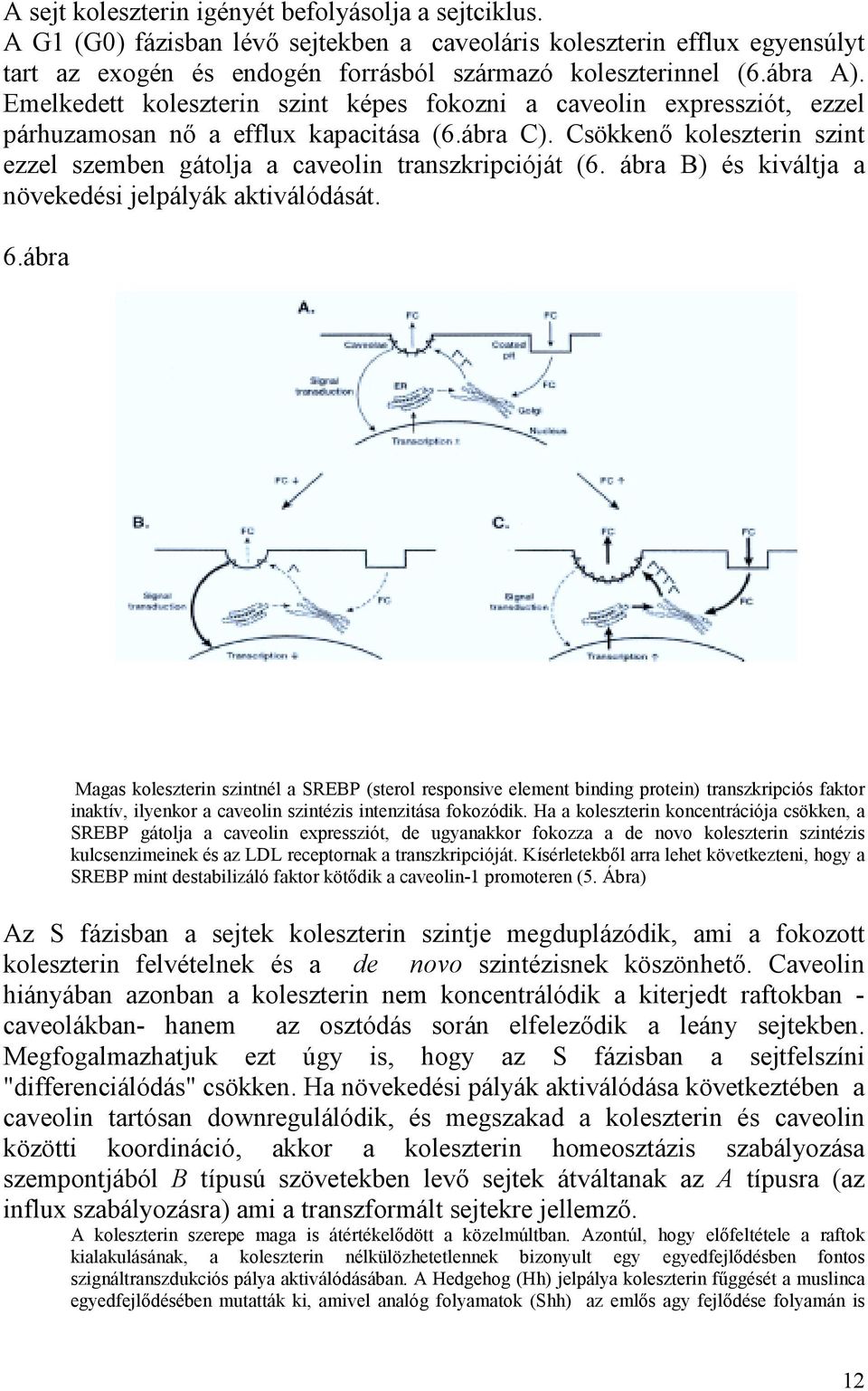 Csökkenő koleszterin szint ezzel szemben gátolja a caveolin transzkripcióját (6. ábra B) és kiváltja a növekedési jelpályák aktiválódását. 6.