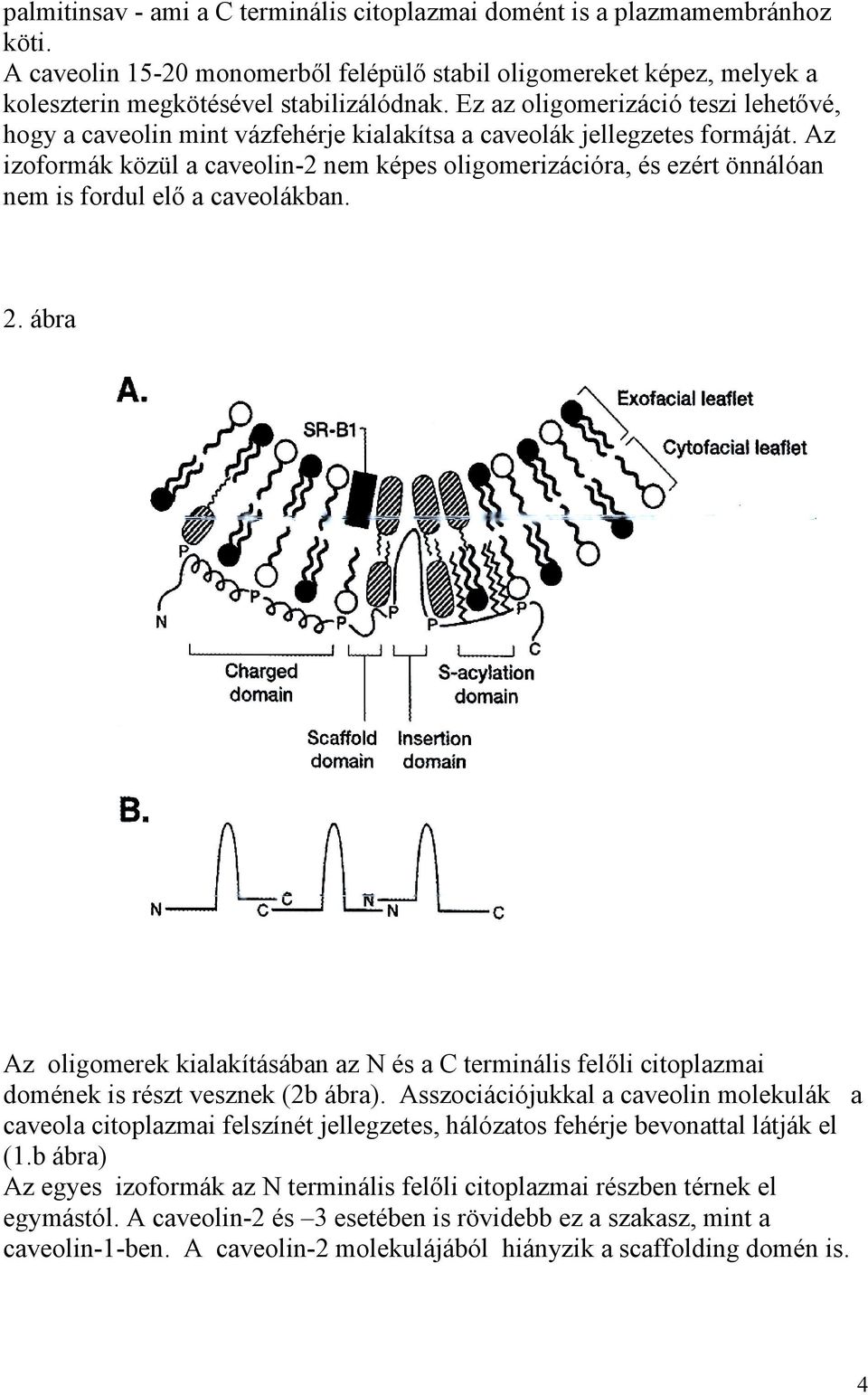 Az izoformák közül a caveolin-2 nem képes oligomerizációra, és ezért önnálóan nem is fordul elő a caveolákban. 2.