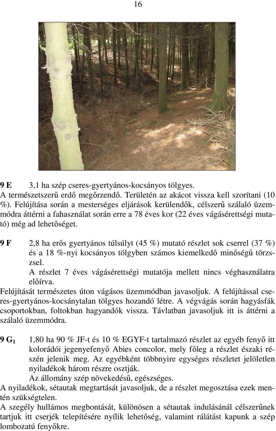 9 F 2,8 ha erıs gyertyános túlsúlyt (45 %) mutató részlet sok cserrel (37 %) és a 18 %-nyi kocsányos tölgyben számos kiemelkedı minıségő törzszsel.