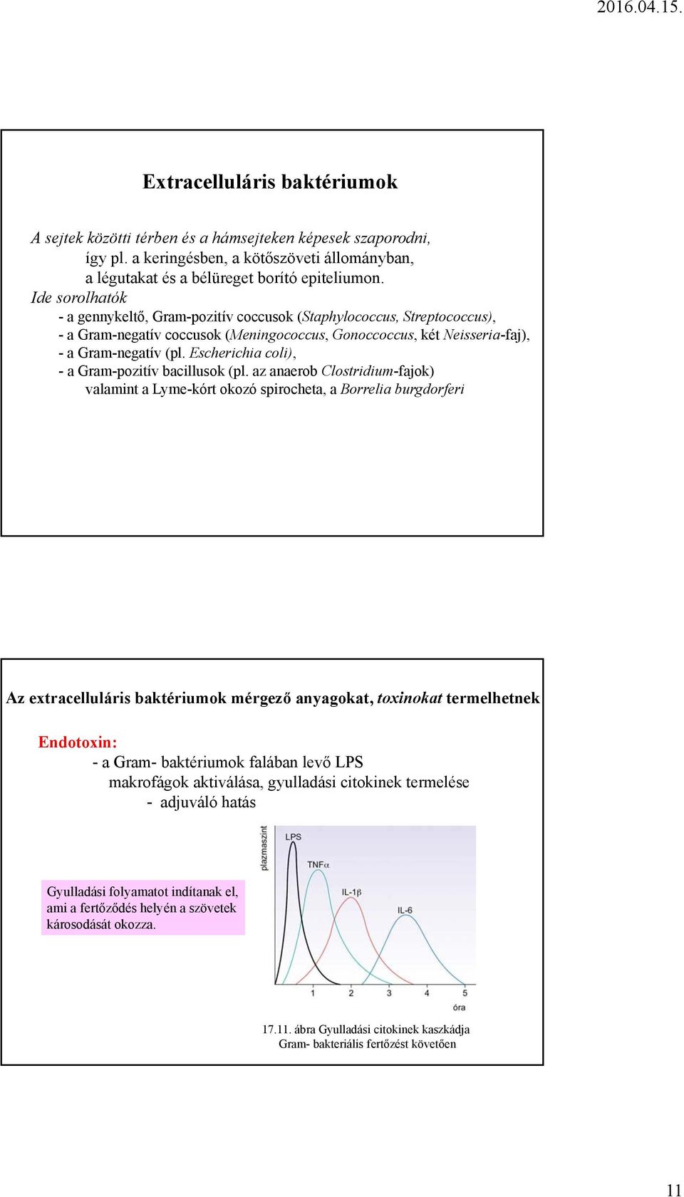 Escherichia coli), - a Gram-pozitív bacillusok (pl.