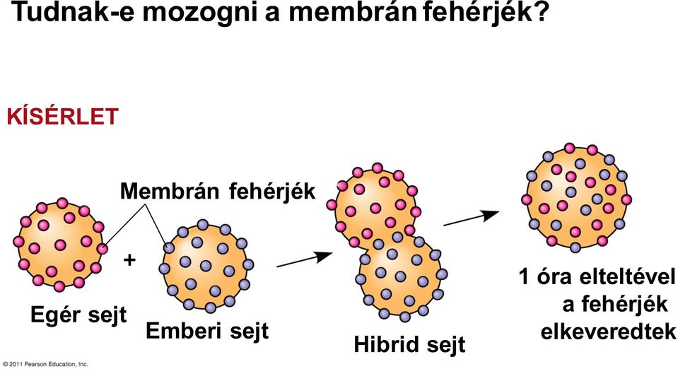 KÍSÉRLET Membrán fehérjék Egér