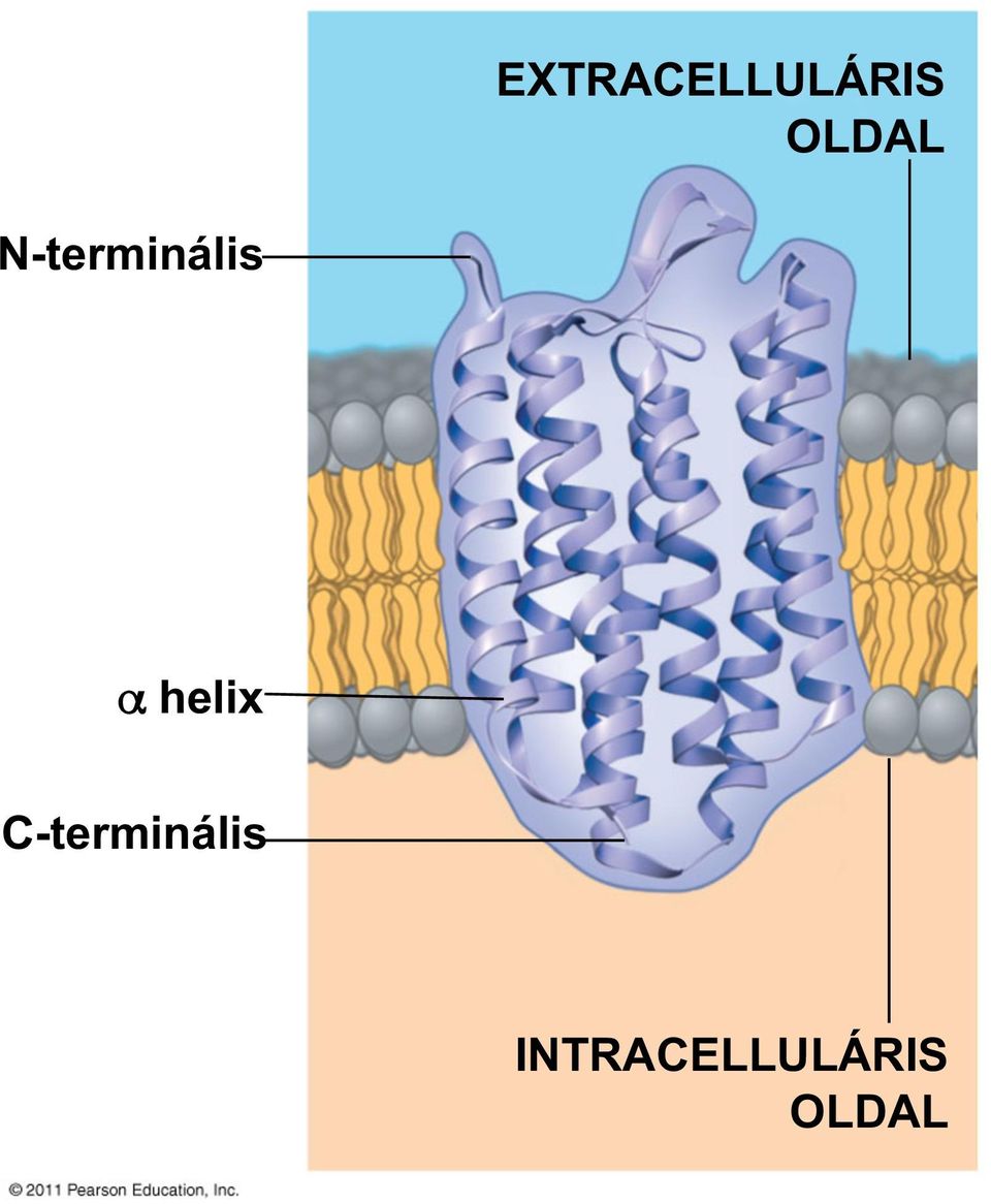 α helix