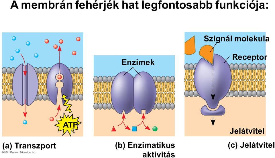 Receptor (a) Transzport ATP (b)